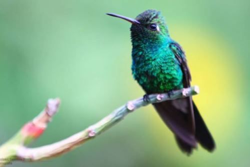 Festival de la Aves Endémicas del Caribe