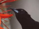 En Cuba abogarán por cuidado y conservación de las aves endémicas