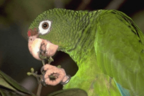 Cotorra cubana