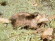 El Almiquí (Solenodon cubanus)