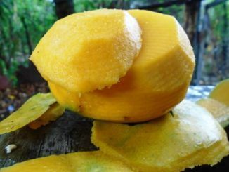 Los mangos eróticos