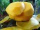 Los mangos eróticos