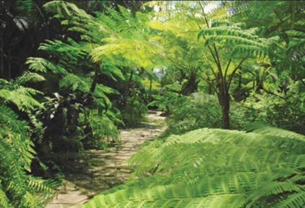 El Jardín de los helechos, de Santiago de Cuba, un recurso turístico a poner en valor
